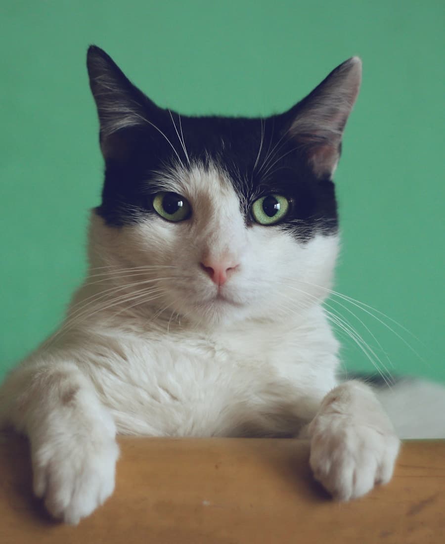 Cat patient